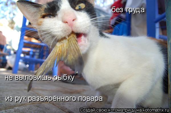 без труда не выловишь рыбку из рук разъярённого повара... Котоматрица: без труда не выловишь рыбку из рук разъярённого повара