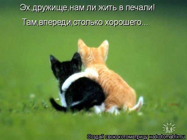 Эх,дружище,нам ли жить в печали! Там,впереди,столько хорошего...... Котоматрица: Эх,дружище,нам ли жить в печали! Там,впереди,столько хорошего...