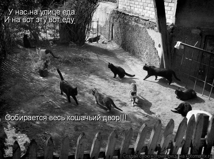 У нас на улице еда. И на вот эту вот еду Собирается весь кошачьий двор!!!... Котоматрица: У нас на улице еда. И на вот эту вот еду Собирается весь кошачьий двор!!!