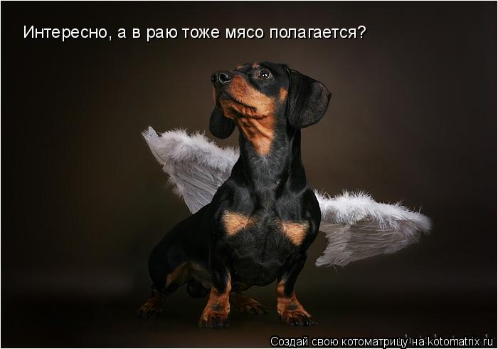 Интересно, а в раю тоже мясо полагается?... Котоматрица: Интересно, а в раю тоже мясо полагается?
