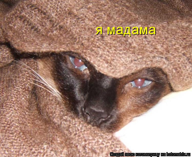 я мадама... Котоматрица: я мадама