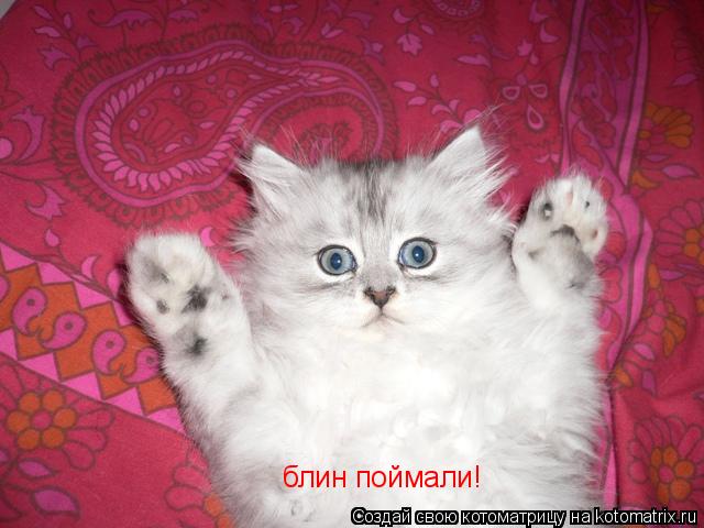блин поймали!... Котоматрица: блин поймали!