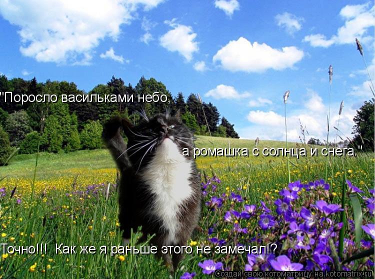 Точно!!! Как же я раньше этого не замечал!? "Поросло васильками небо, а ромашка с солнца и снега."... Котоматрица: Точно!!! Как же я раньше этого не замечал!? "Поросло васильками небо, а ромашка с солнца и снега."