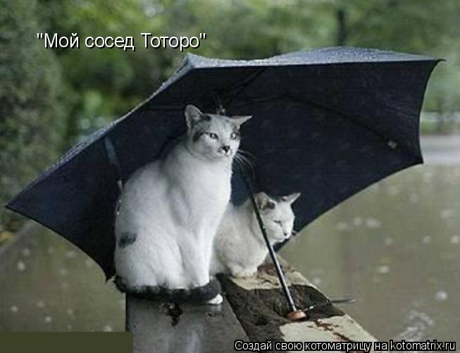 "Мой сосед Тоторо"... Котоматрица: "Мой сосед Тоторо"