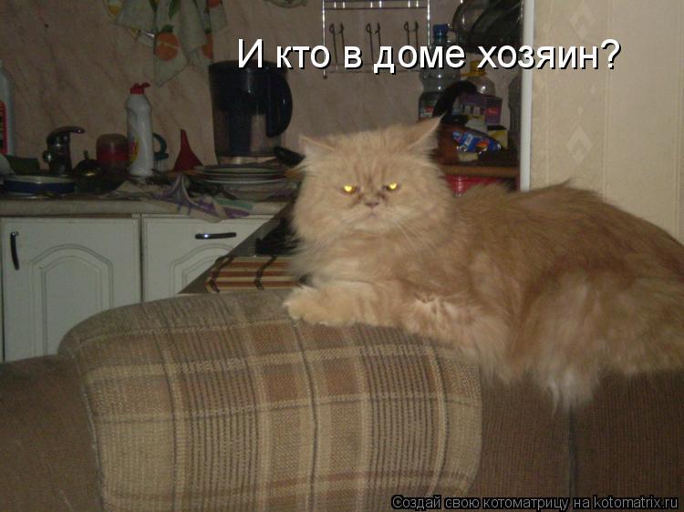 И кто в доме хозяин?... Котоматрица: И кто в доме хозяин?