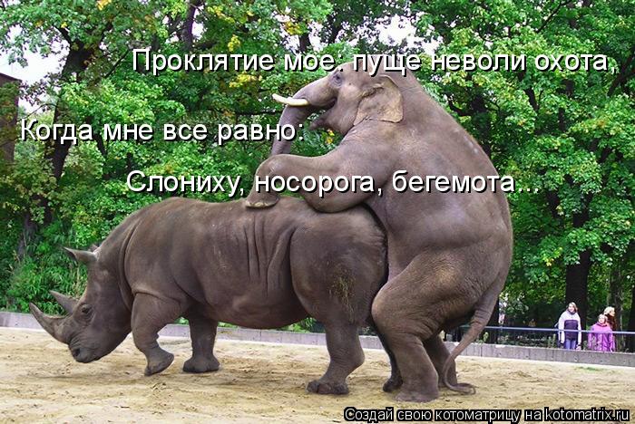 Проклятие мое: пуще неволи охота, Когда мне все равно: Слониху, носорога, бегемота...... Котоматрица: Проклятие мое: пуще неволи охота, Когда мне все равно: Слониху, носорога, бегемота...