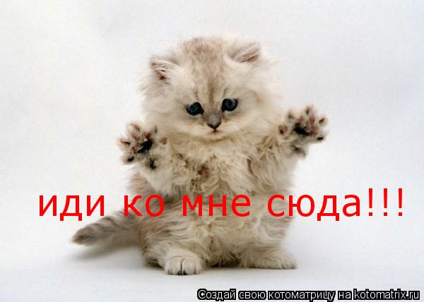 иди ко мне сюда!!!... Котоматрица: иди ко мне сюда!!!