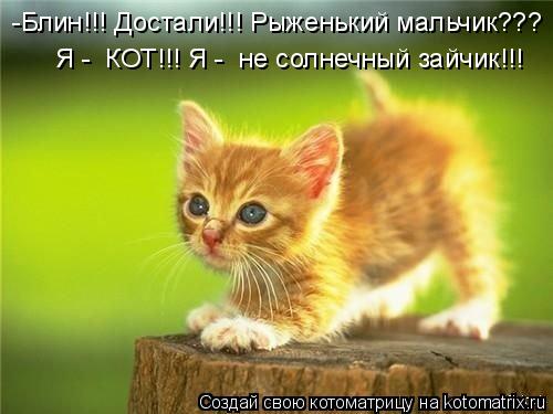 Котоматрица: -Блин!!! Достали!!! Рыженький мальчик??? Я -  КОТ!!! Я -  не солнечный зайчик!!!