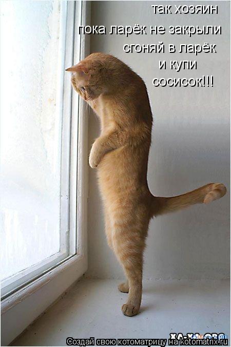 так хозяин пока ларёк не закрыли сгоняй в ларёк и купи сосисок!!!... Котоматрица: так хозяин пока ларёк не закрыли сгоняй в ларёк и купи сосисок!!!