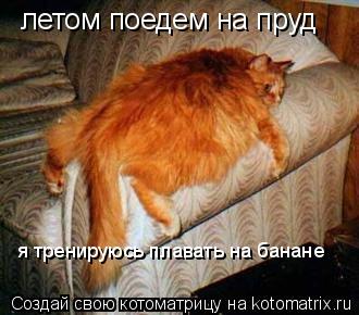 летом поедем на пруд я тренируюсь плавать на банане... Котоматрица: летом поедем на пруд я тренируюсь плавать на банане