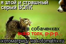 я злой и страшный серый ВОЛК я в собаченках знаю толк, р-р-р...... Котоматрица: я злой и страшный серый ВОЛК я в собаченках знаю толк, р-р-р...