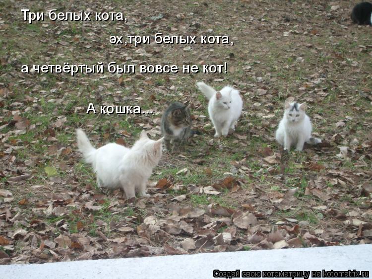 Три белых кота, эх,три белых кота, а четвёртый был вовсе не кот! А кошка...... Котоматрица: Три белых кота, эх,три белых кота, а четвёртый был вовсе не кот! А кошка...