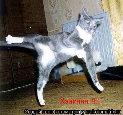 Хэйияяя!!!!!... Котоматрица: Хэйияяя!!!!!