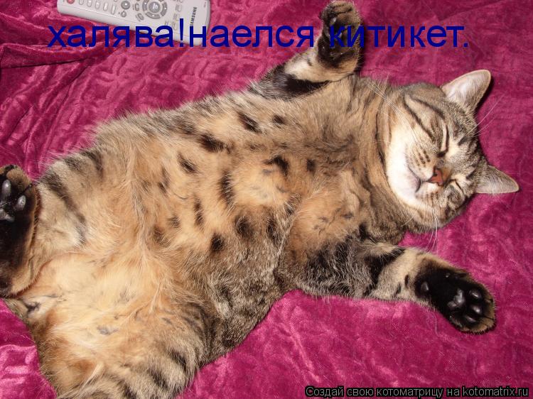 халява!наелся китикет.... Котоматрица: халява!наелся китикет.