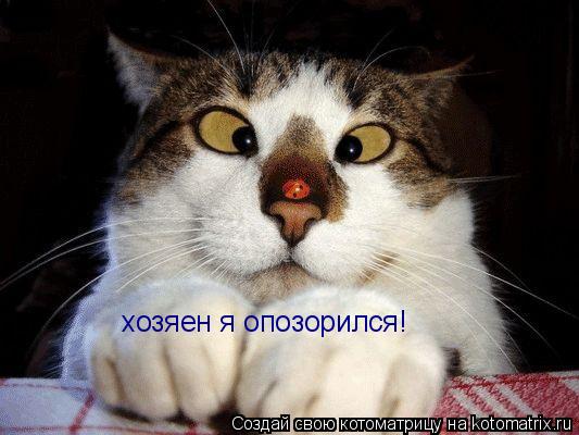 хозяен я опозорился!... Котоматрица: хозяен я опозорился!