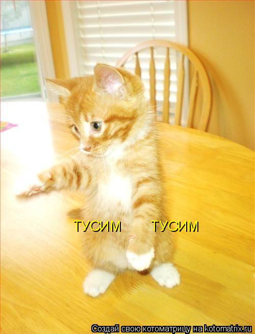 ТУСИМ ТУСИМ... Котоматрица: ТУСИМ ТУСИМ