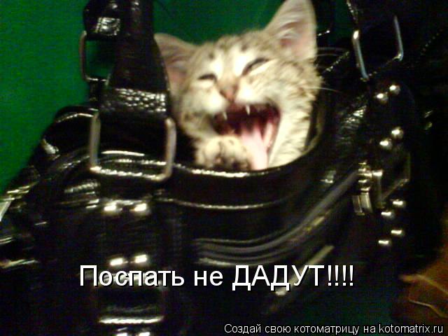 Поспать не ДАДУТ!!!!... Котоматрица: Поспать не ДАДУТ!!!!