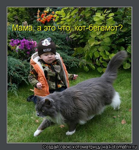 Мама, а это что, кот-бегемот?... Котоматрица: Мама, а это что, кот-бегемот?