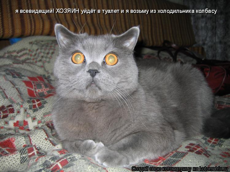 я всевидещий! ХОЗЯИН уйдёт в туалет и я возьму из холодильника колбасу... Котоматрица: я всевидещий! ХОЗЯИН уйдёт в туалет и я возьму из холодильника колбасу