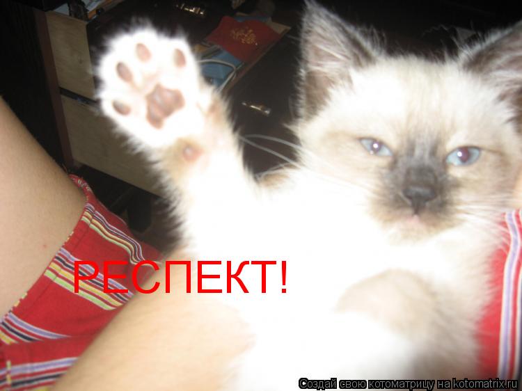 РЕСПЕКТ!... Котоматрица: РЕСПЕКТ!