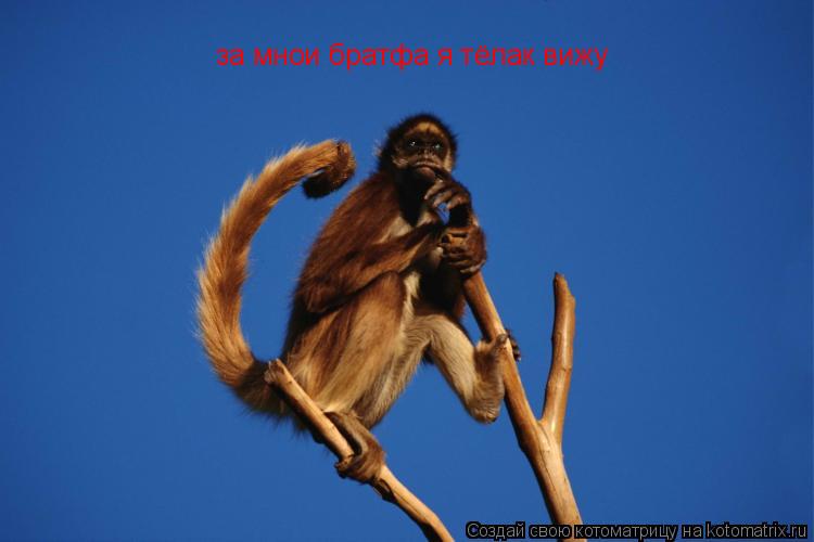 за мнои братфа я тёлак вижу... Котоматрица: за мнои братфа я тёлак вижу