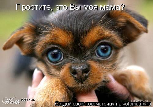 Простите, это Вы моя мама?... Котоматрица: Простите, это Вы моя мама?