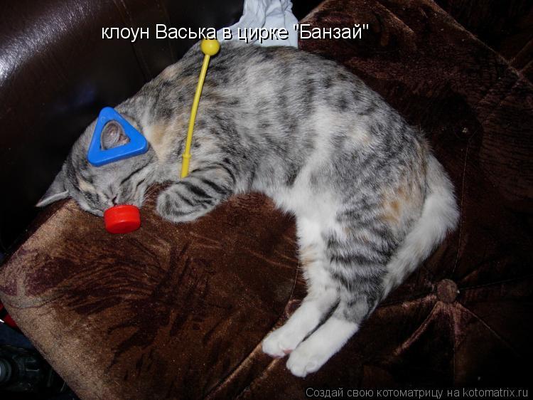 клоун Васька в цирке "Банзай"... Котоматрица: клоун Васька в цирке "Банзай"