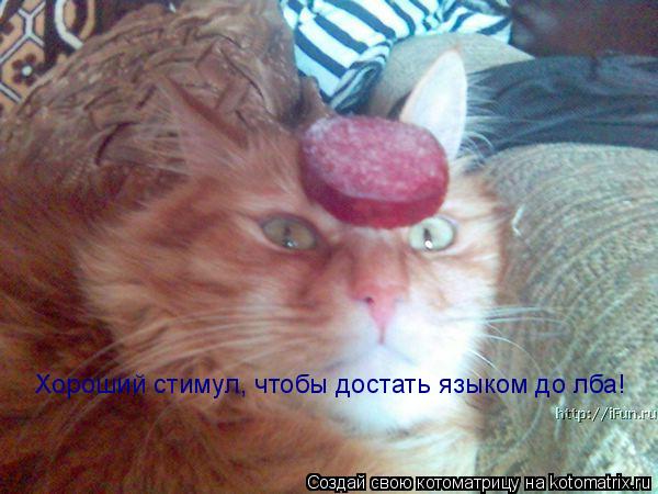 х Хороший стимул, чтобы достать языком до лба Хороший стимул, чтобы достать языком до лба!... Котоматрица: х Хороший стимул, чтобы достать языком до лба Хороший стимул, чтобы достать языком до лба!