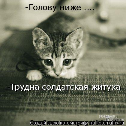 Затаившейся тигр -Голову ниже .... -Трудна солдатская житуха... Котоматрица: Затаившейся тигр -Голову ниже .... -Трудна солдатская житуха