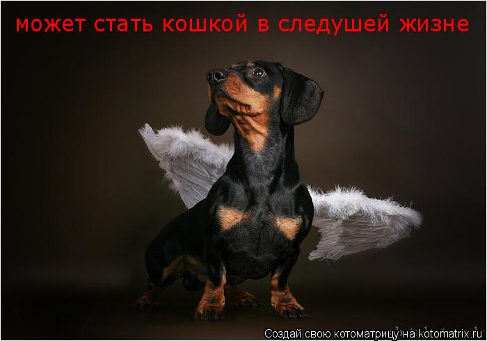 может стать кошкой в следушей жизне... Котоматрица: может стать кошкой в следушей жизне