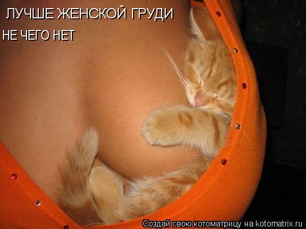 ЛУЧШЕ ЖЕНСКОЙ ГРУДИ НЕ ЧЕГО НЕТ... Котоматрица: ЛУЧШЕ ЖЕНСКОЙ ГРУДИ НЕ ЧЕГО НЕТ