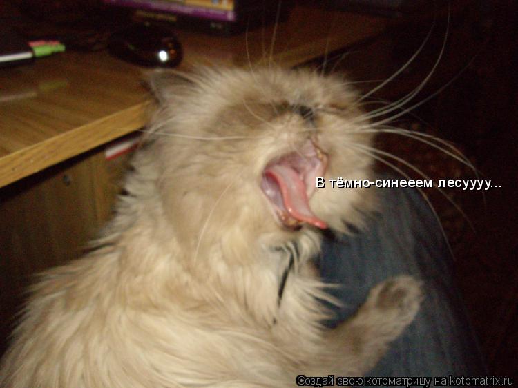В тёмно-синееем лесуууу...... Котоматрица: В тёмно-синееем лесуууу...