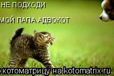 НЕ ПОДХОДИ МОЙ ПАПА АДВОКОТ... Котоматрица: НЕ ПОДХОДИ МОЙ ПАПА АДВОКОТ