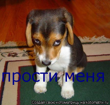 прости меня... Котоматрица: прости меня