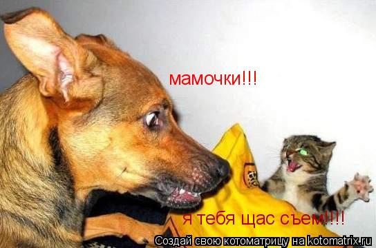 я тебя щас съем!!!! мамочки!!!... Котоматрица: я тебя щас съем!!!! мамочки!!!