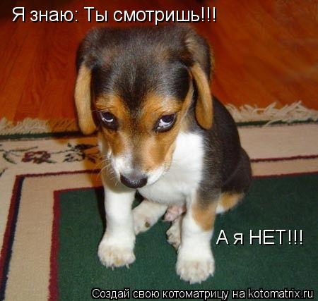 Я знаю: Ты смотришь!!! А я НЕТ!!!... Котоматрица: Я знаю: Ты смотришь!!! А я НЕТ!!!