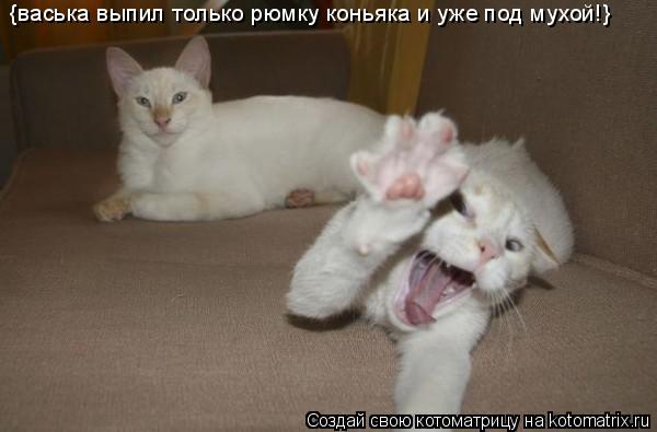 {васька выпил только рюмку коньяка и уже под мухой!}... Котоматрица: {васька выпил только рюмку коньяка и уже под мухой!}