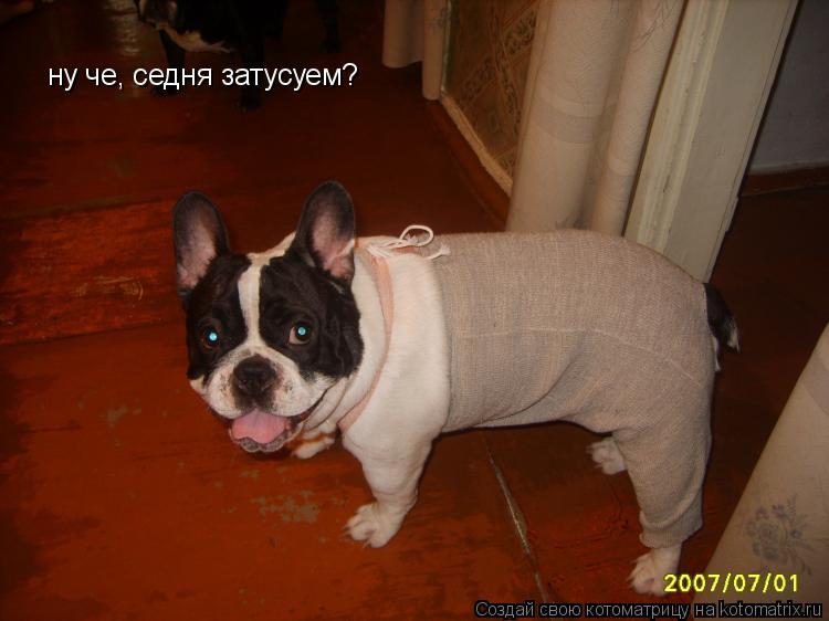 ну че, седня затусуем?... Котоматрица: ну че, седня затусуем?