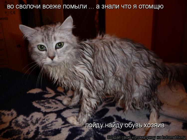 во сволочи всеже помыли ... а знали что я отомщю пойду найду обувь хозяив... Котоматрица: во сволочи всеже помыли ... а знали что я отомщю пойду найду обувь хозяив