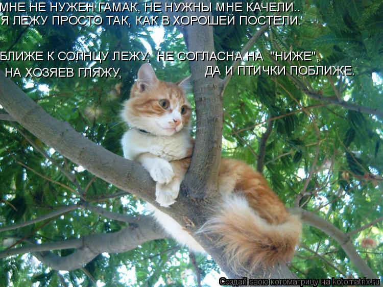 НА ХОЗЯЕВ ГЛЯЖУ, ДА И ПТИЧКИ ПОБЛИЖЕ. БЛИЖЕ К СОЛНЦУ ЛЕЖУ, НЕ СОГЛАСНА НА "НИЖЕ", МНЕ НЕ НУЖЕН ГАМ... Котоматрица: НА ХОЗЯЕВ ГЛЯЖУ, ДА И ПТИЧКИ ПОБЛИЖЕ. БЛИЖЕ К СОЛНЦУ ЛЕЖУ, НЕ СОГЛАСНА НА "НИЖЕ", МНЕ НЕ НУЖЕН ГАМАК, НЕ НУЖНЫ МНЕ КАЧЕЛИ.. Я ЛЕЖУ ПРОСТО ТАК, К