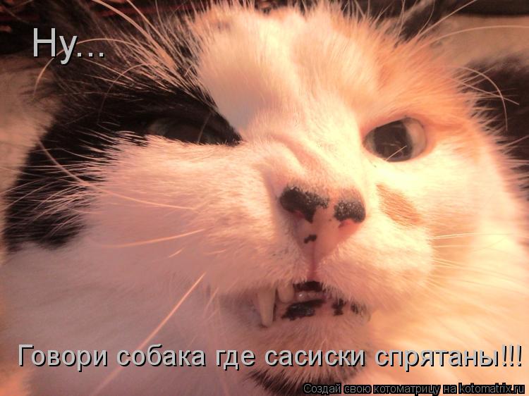 Ну... Говори собака где сасиски спрятаны!!!... Котоматрица: Ну... Говори собака где сасиски спрятаны!!!