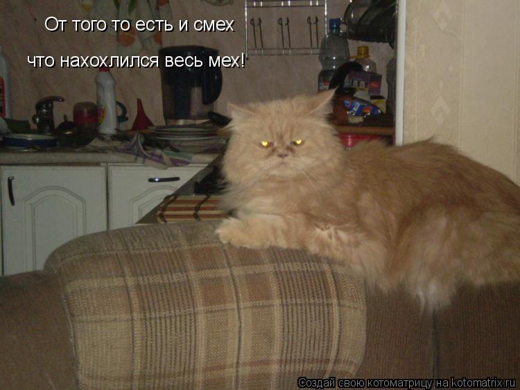 От того то есть и смех что нахохлился весь мех!... Котоматрица: От того то есть и смех что нахохлился весь мех!