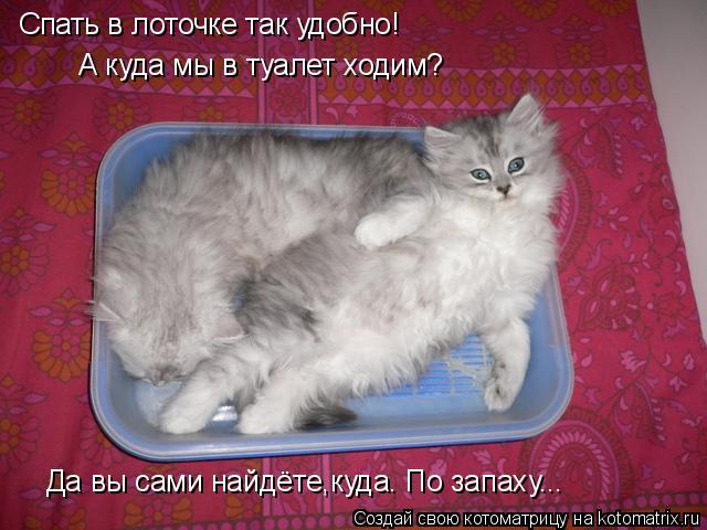 Спать в лоточке так удобно! А куда мы в туалет ходим? Да вы сами найдёте,куда. По запаху...... Котоматрица: Спать в лоточке так удобно! А куда мы в туалет ходим? Да вы сами найдёте,куда. По запаху...