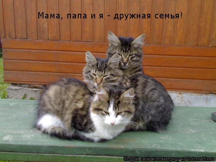 Мама, папа и я - дружная семья!... Котоматрица: Мама, папа и я - дружная семья!