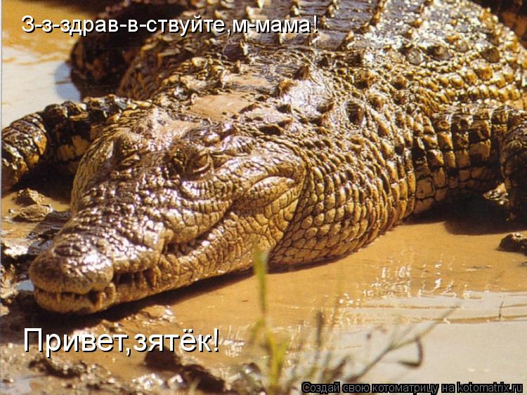 З-з-здрав-в-ствуйте,м-мама! Привет,зятёк!... Котоматрица: З-з-здрав-в-ствуйте,м-мама! Привет,зятёк!