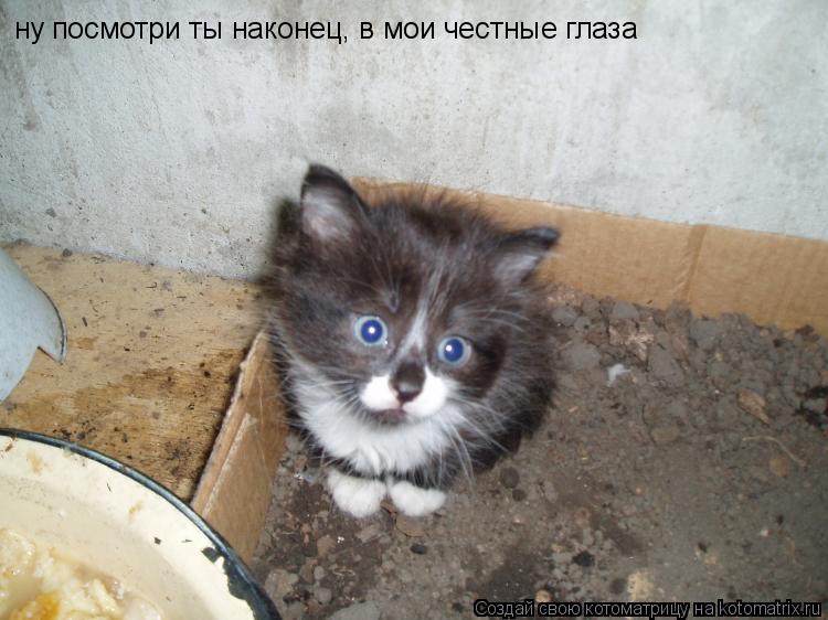 ну посмотри ты наконец, в мои честные глаза... Котоматрица: ну посмотри ты наконец, в мои честные глаза