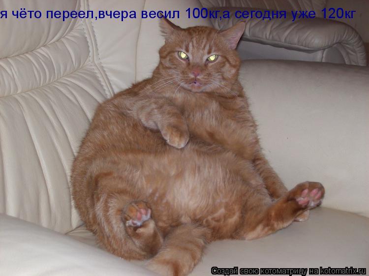 я чёто переел,вчера весил 100кг,а сегодня уже 120кг... Котоматрица: я чёто переел,вчера весил 100кг,а сегодня уже 120кг