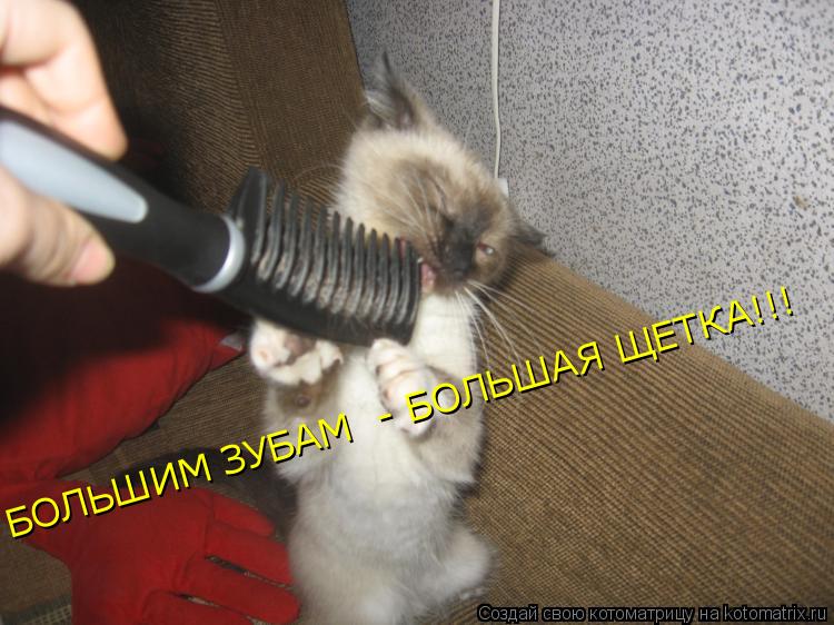 БОЛЬШИМ ЗУБАМ - БОЛЬШАЯ ЩЕТКА!!!... Котоматрица: БОЛЬШИМ ЗУБАМ - БОЛЬШАЯ ЩЕТКА!!!
