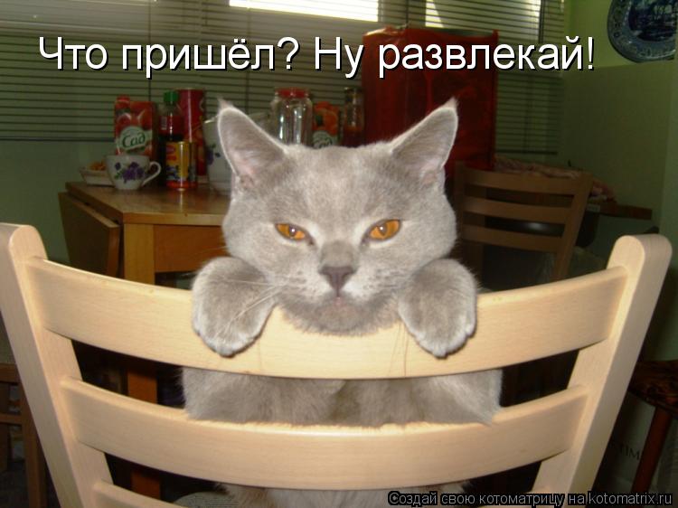 Что пришёл? Ну развлекай!... Котоматрица: Что пришёл? Ну развлекай!