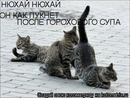 НЮХАЙ НЮХАЙ ОН КАК ПУКНЕТ ПОСЛЕ ГОРОХОВОГО СУПА... Котоматрица: НЮХАЙ НЮХАЙ ОН КАК ПУКНЕТ ПОСЛЕ ГОРОХОВОГО СУПА
